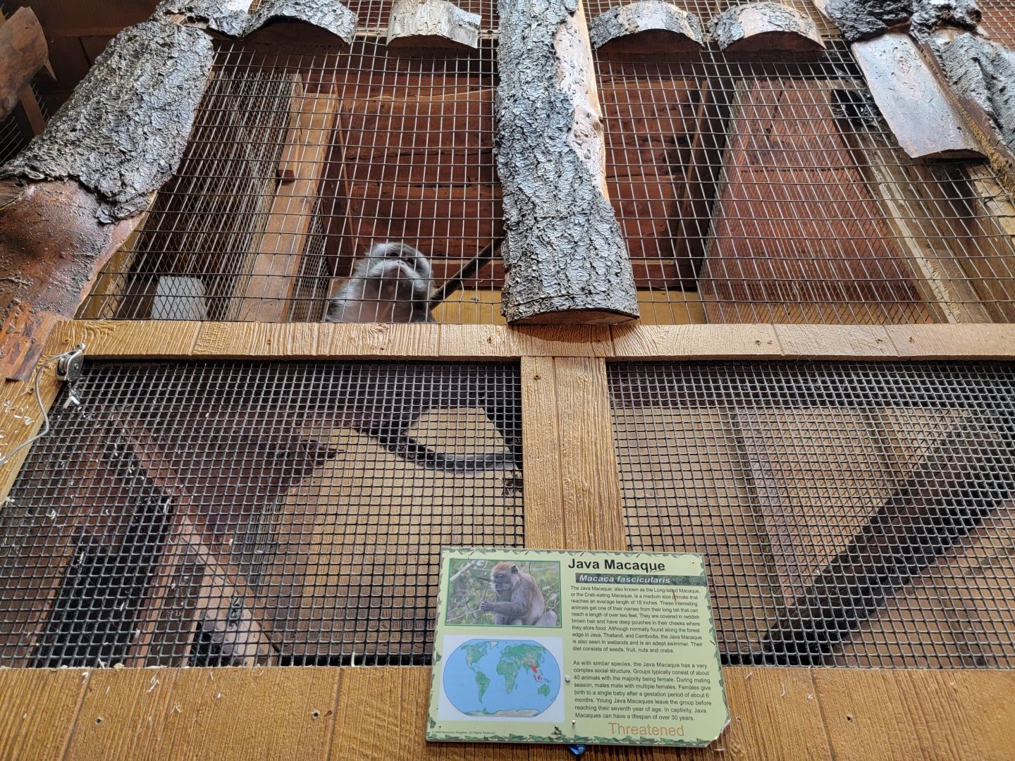 Lupa Zoo - Crab-eating macaque
