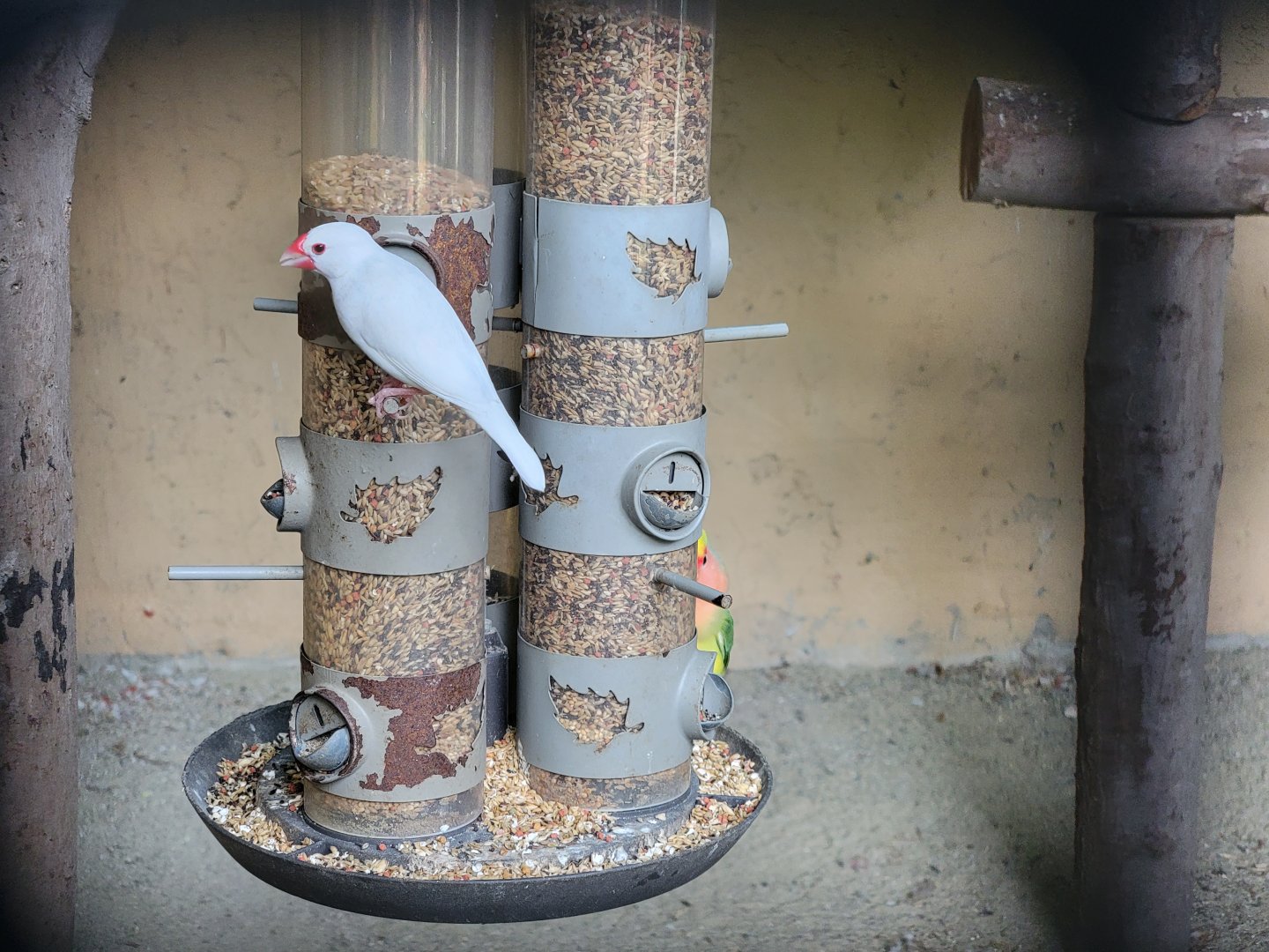 Lupa Zoo - Domestic birds