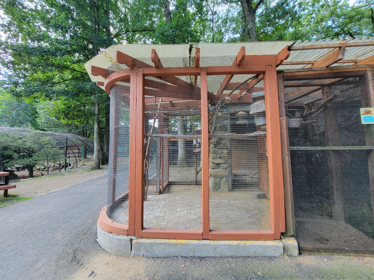 Lupa Zoo - Domestic budgies