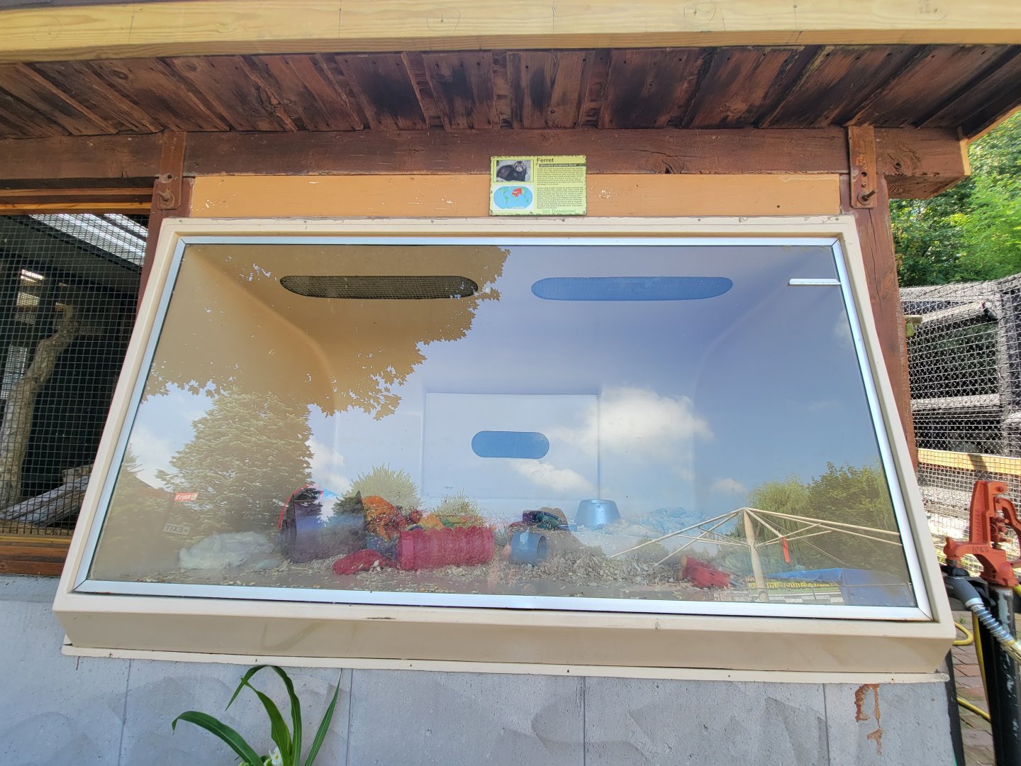 Lupa Zoo - Domestic ferret