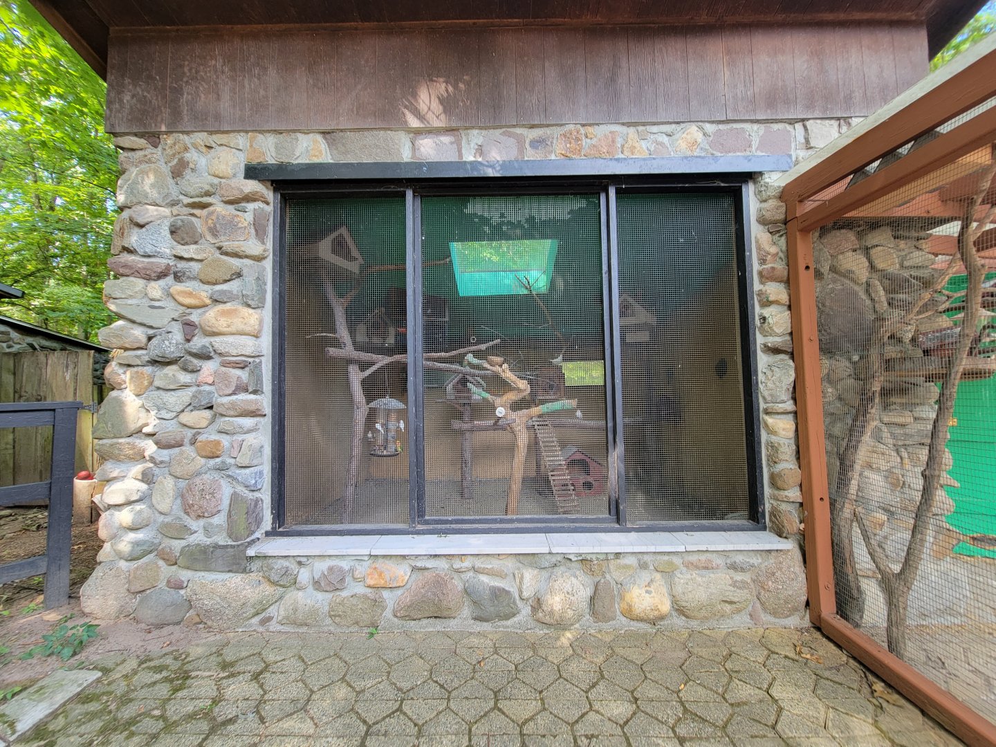 Lupa Zoo - Domestic pigeons, lovebirds, etc