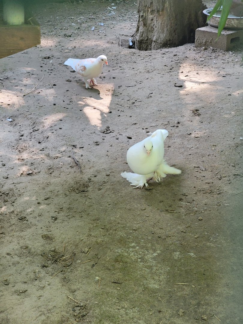 Lupa Zoo - Domestic pigeons