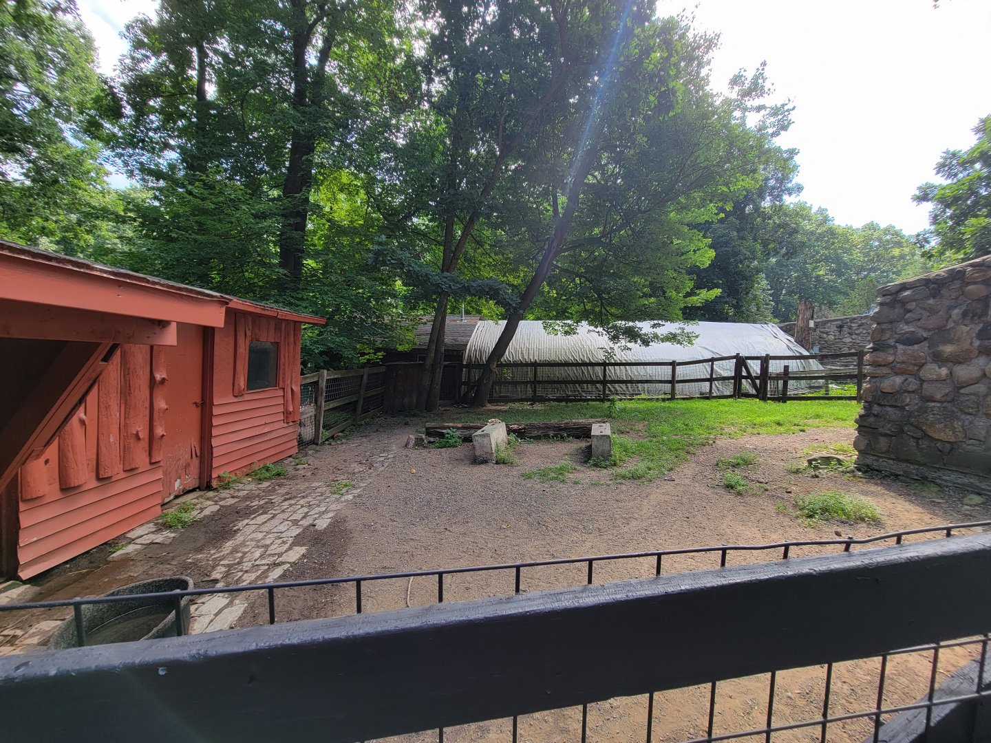 Lupa Zoo - Domestic pigs