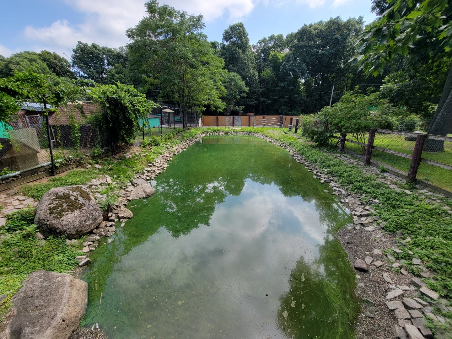 Lupa Zoo - Domestic waterfowl pond