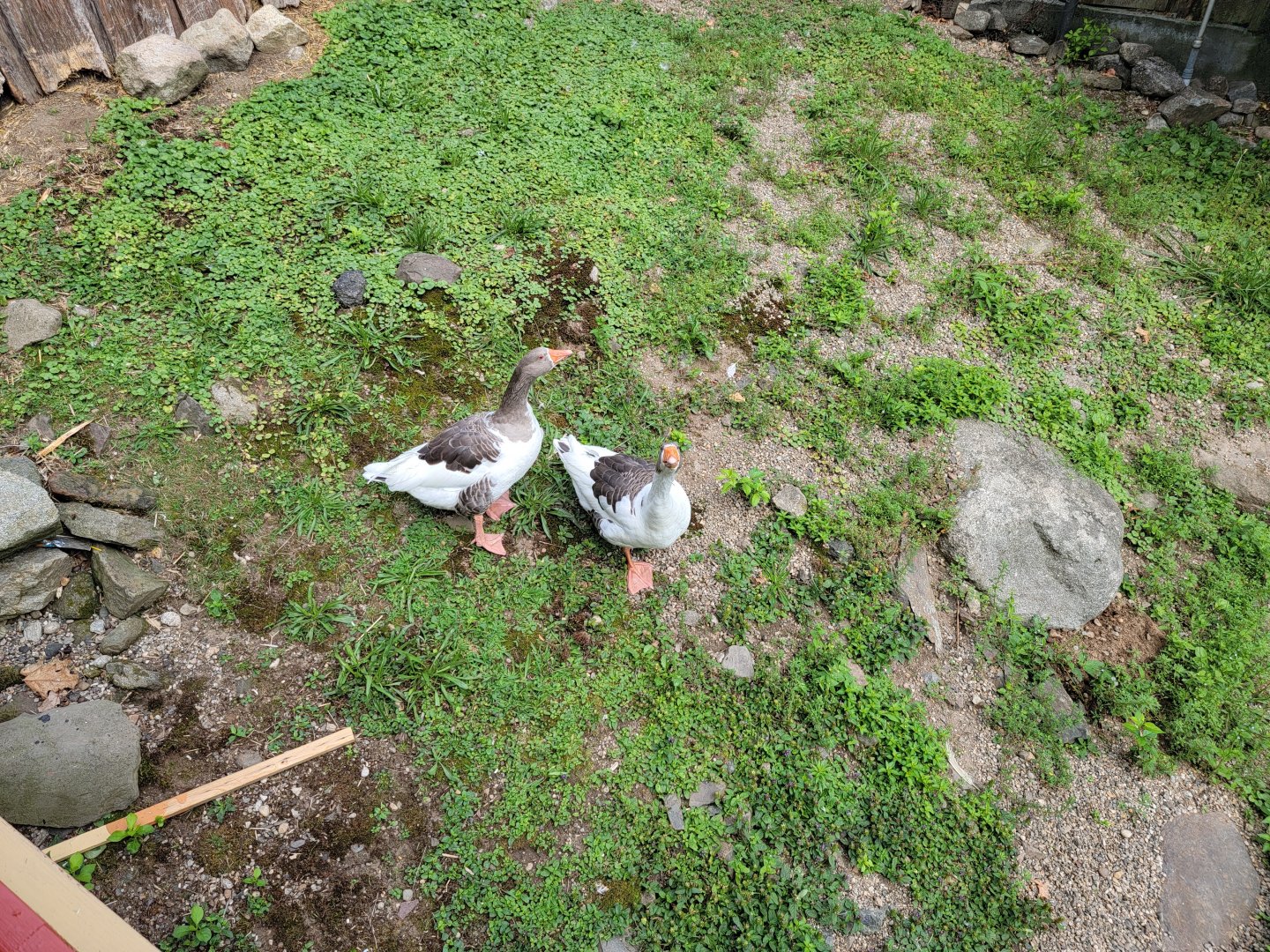 Lupa Zoo - Domestic waterfowl pond