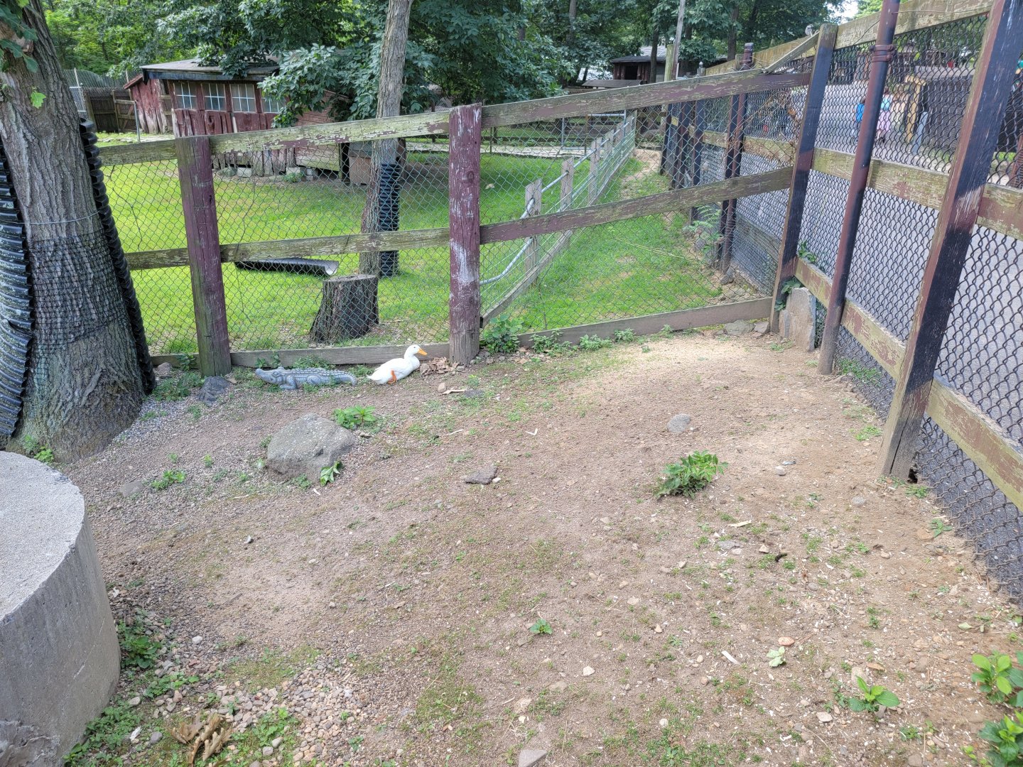 Lupa Zoo - Domestic waterfowl pond