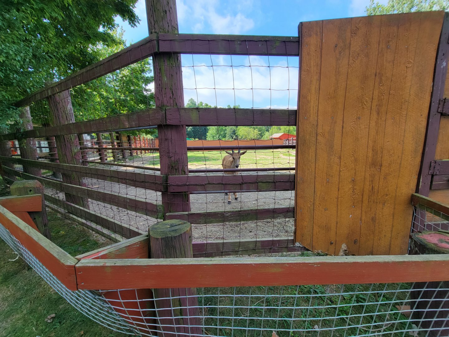 Lupa Zoo - Eland calf