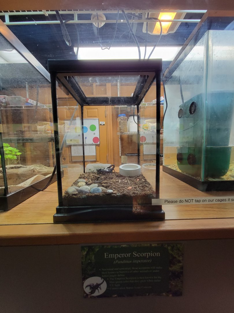 Lupa Zoo - Emperor scorpion