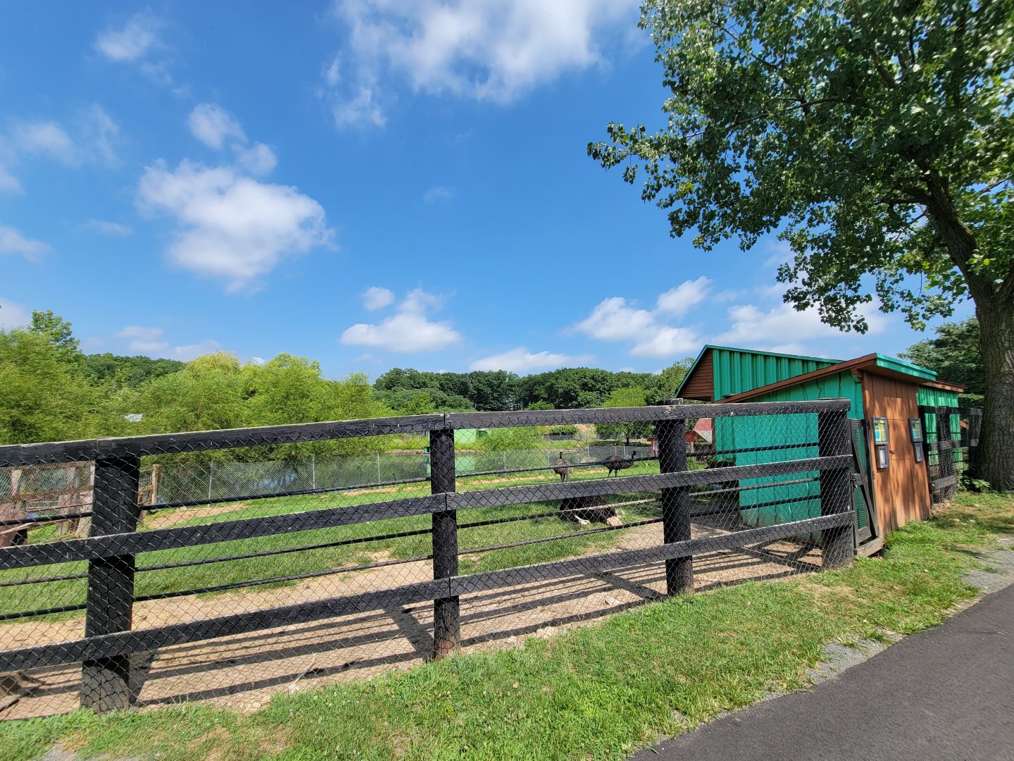 Lupa Zoo - Emu, male ostrich