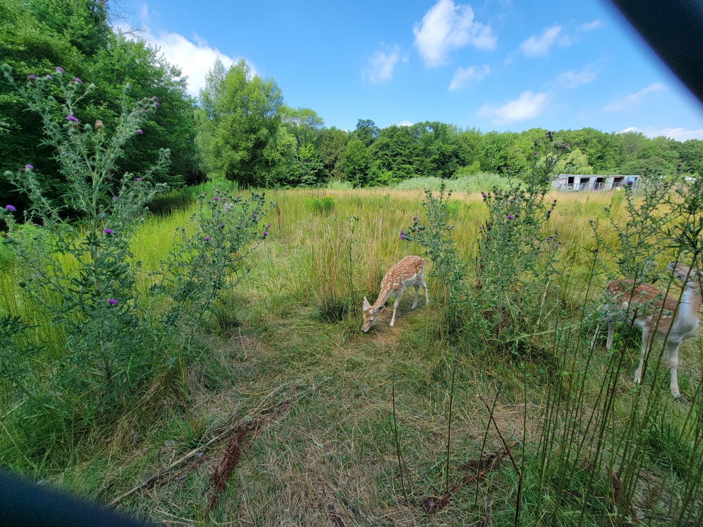 Lupa Zoo - Fallow deer