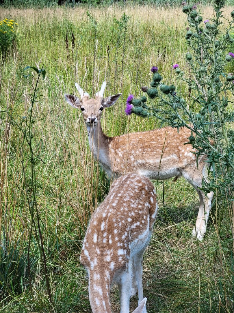 Lupa Zoo - Fallow deer