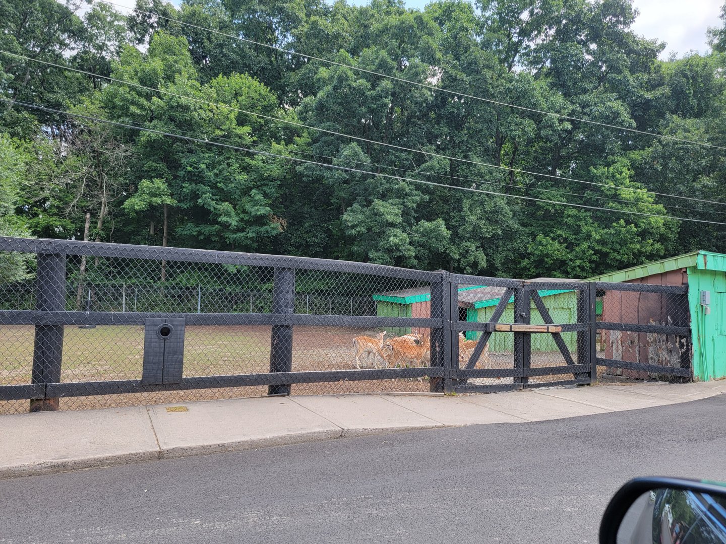 Lupa Zoo - Fallow, sika deer on other side of parking lot