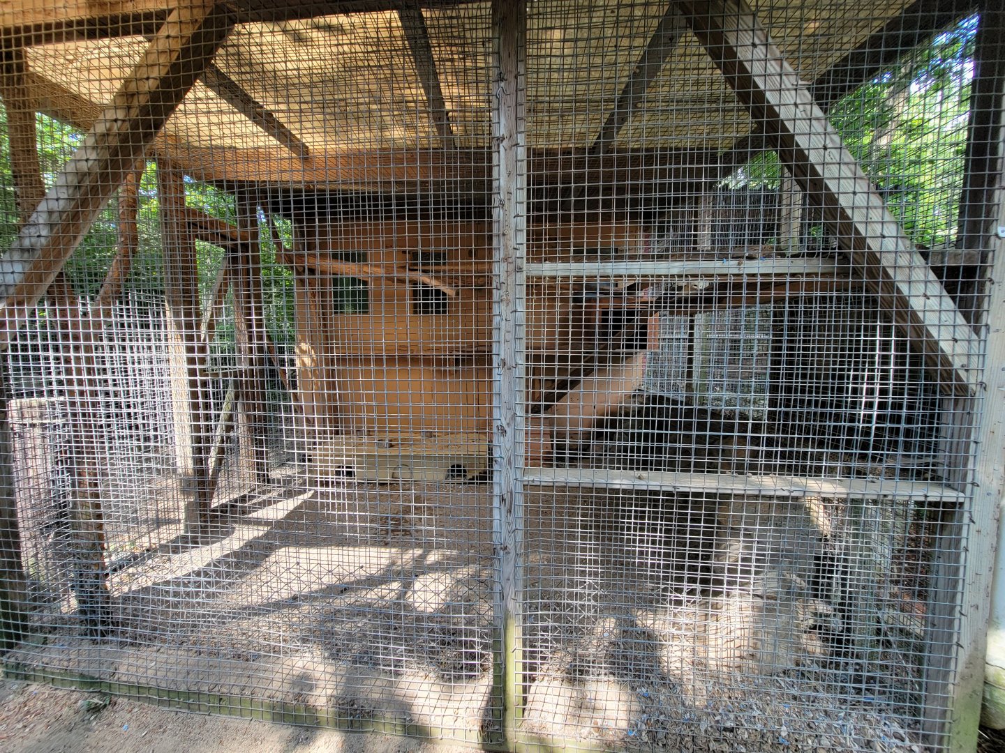 Lupa Zoo - Fennec fox