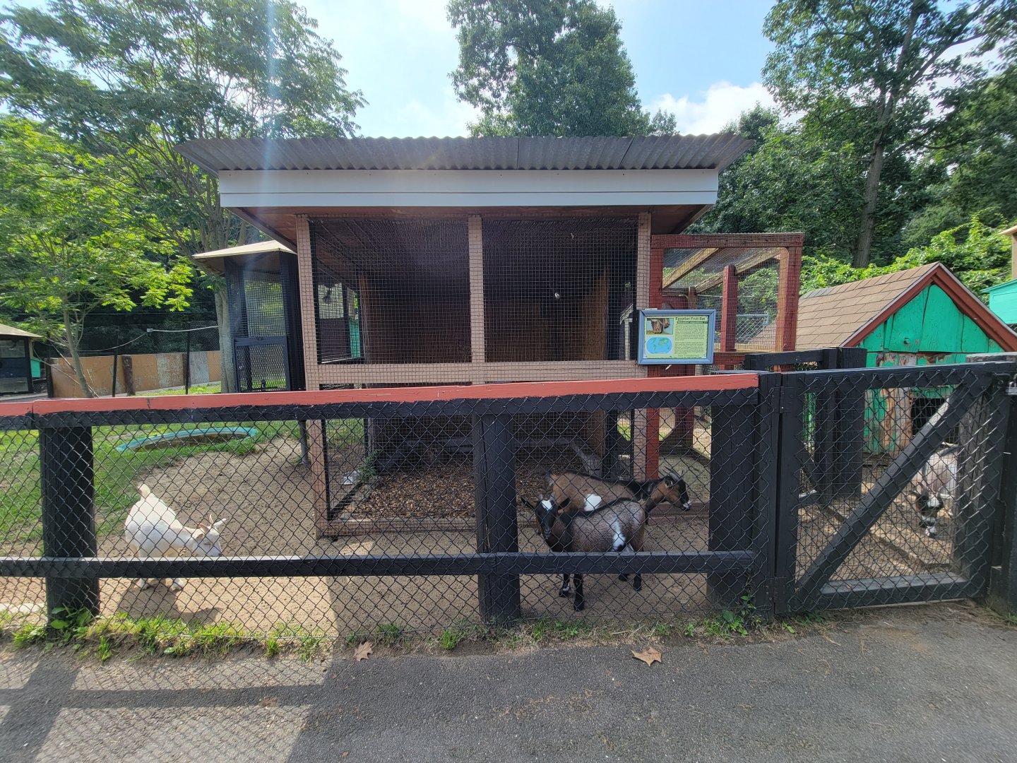Lupa Zoo - Goats in front of Egyptian fruit bat cage