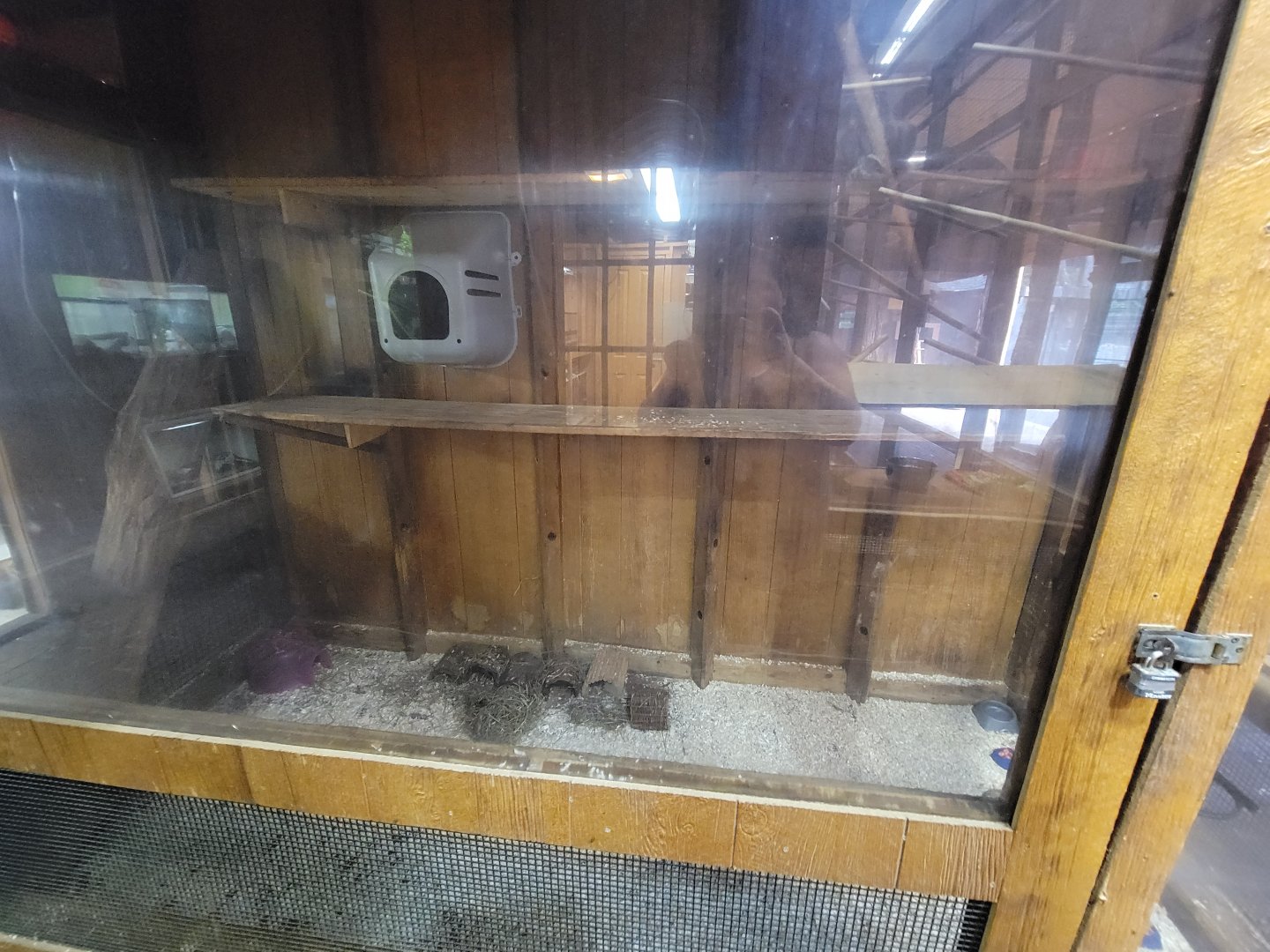 Lupa Zoo - Hedgehogs