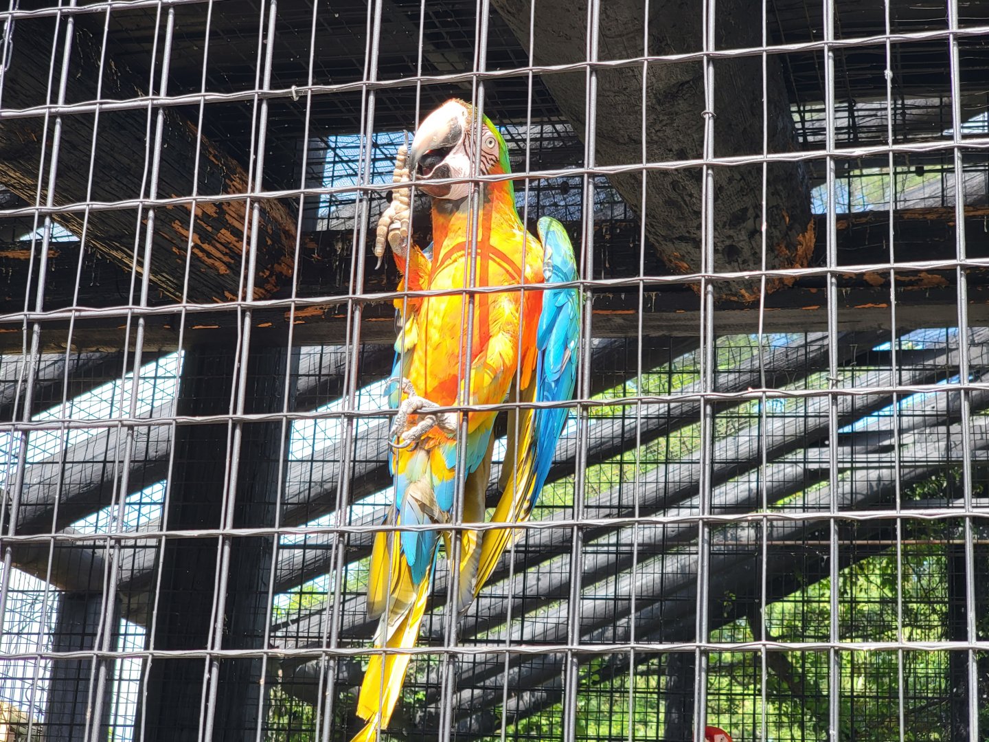 Lupa Zoo - Hybrid macaw