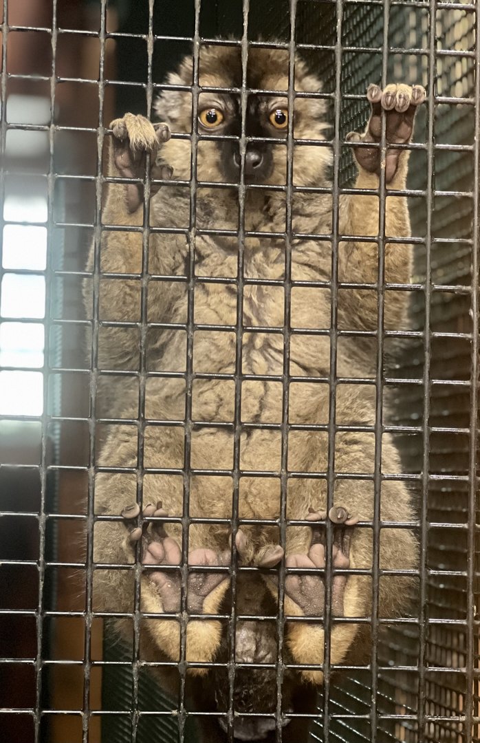 Lupa Zoo in One Image