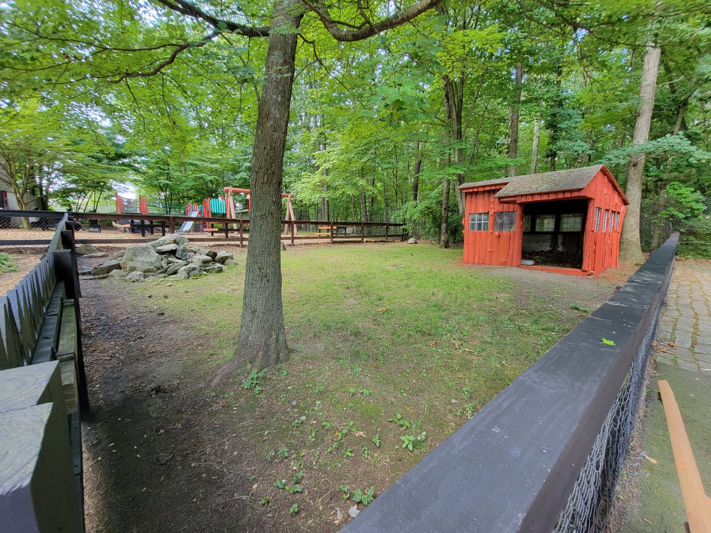 Lupa Zoo - Large tortoises