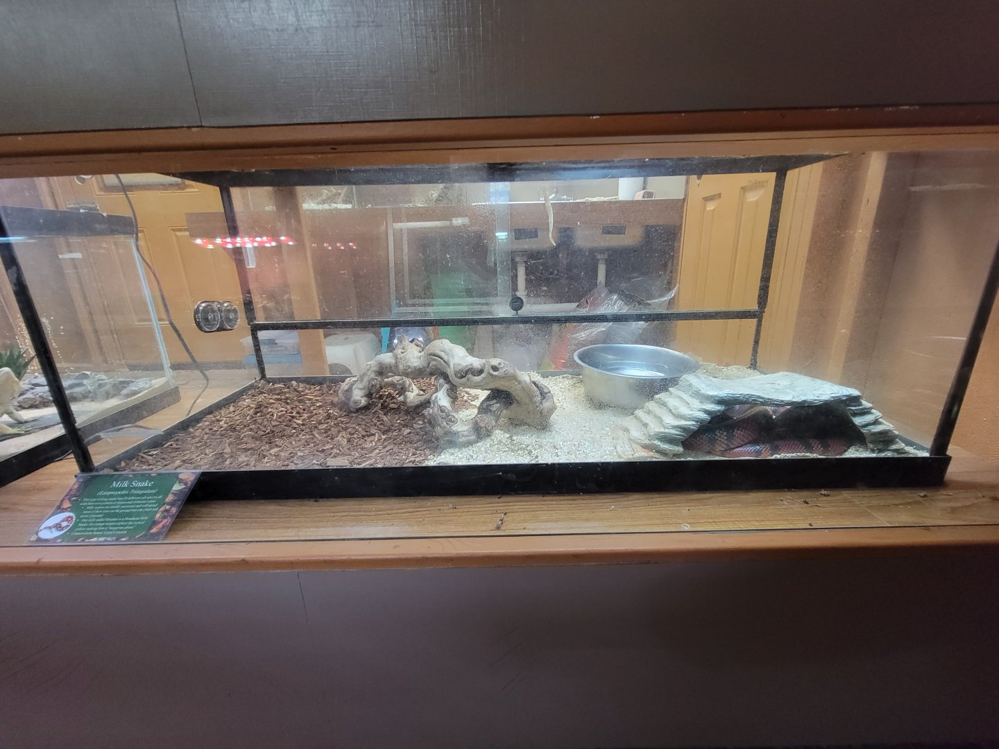 Lupa Zoo - Milksnake