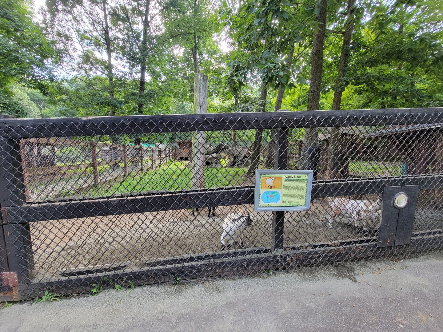 Lupa Zoo - More goats