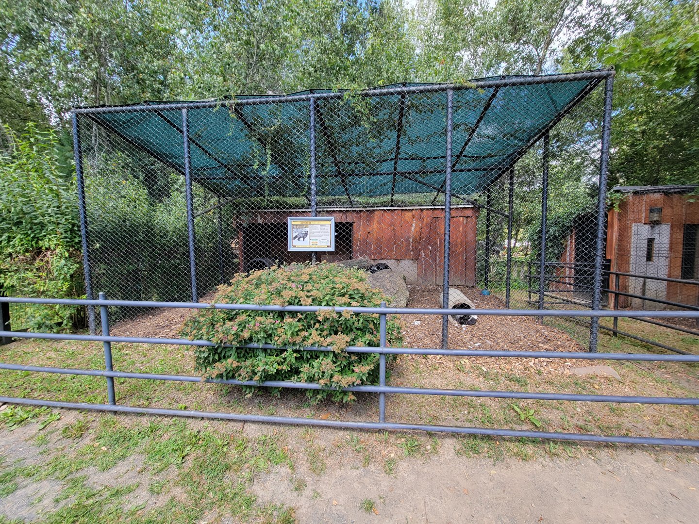 Lupa Zoo - More silver foxes