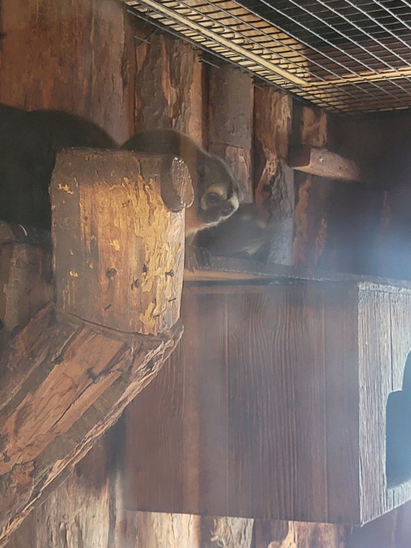 Lupa Zoo - Night monkeys