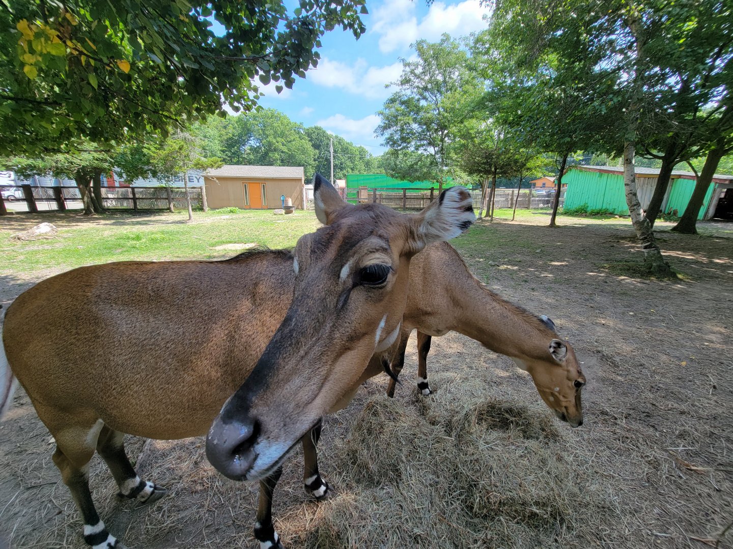 Lupa Zoo - Nilgai