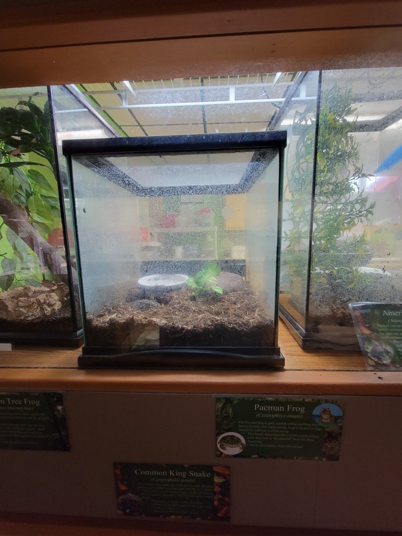 Lupa Zoo - Pacman frog