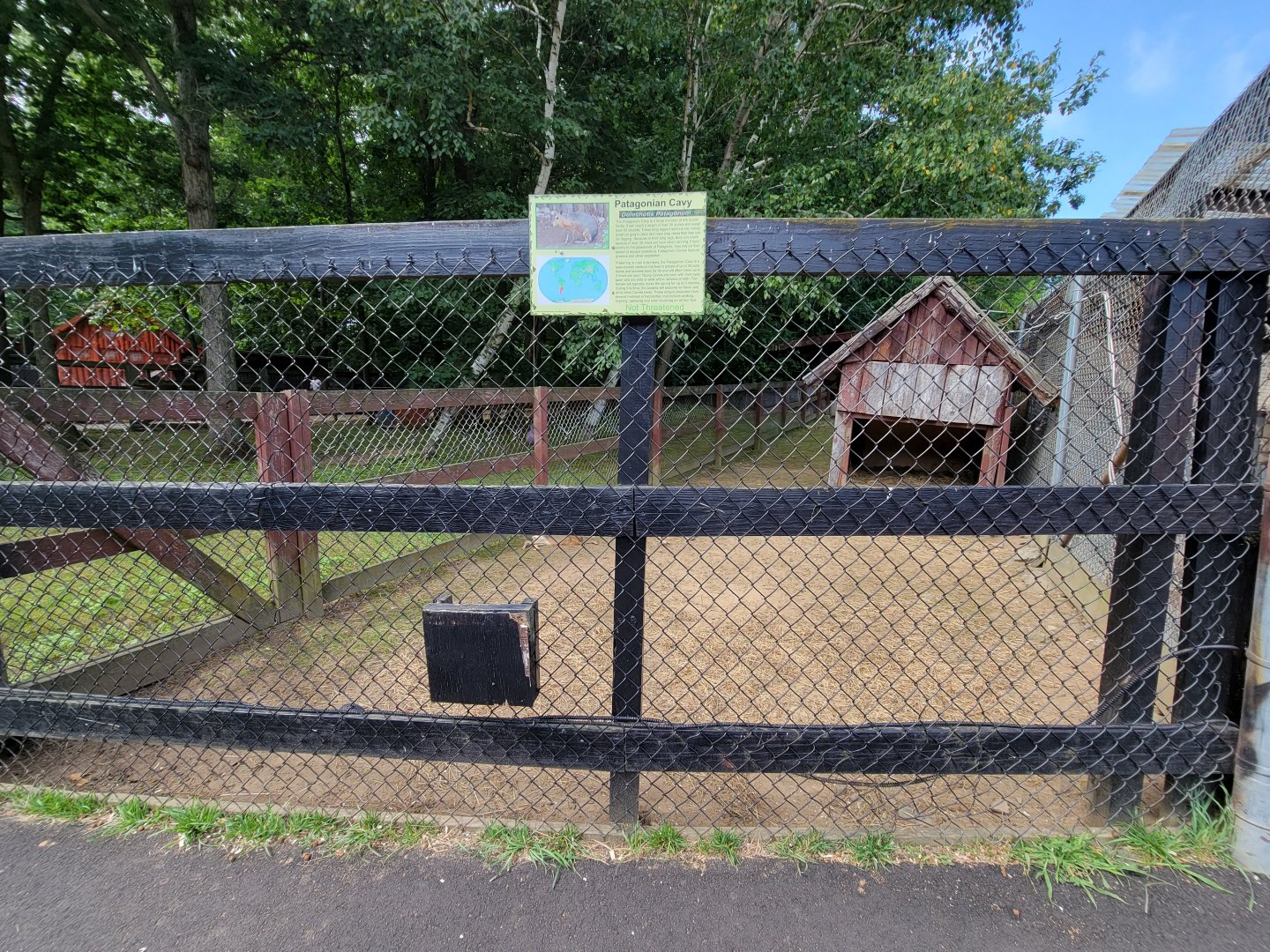 Lupa Zoo - Patagonian mara