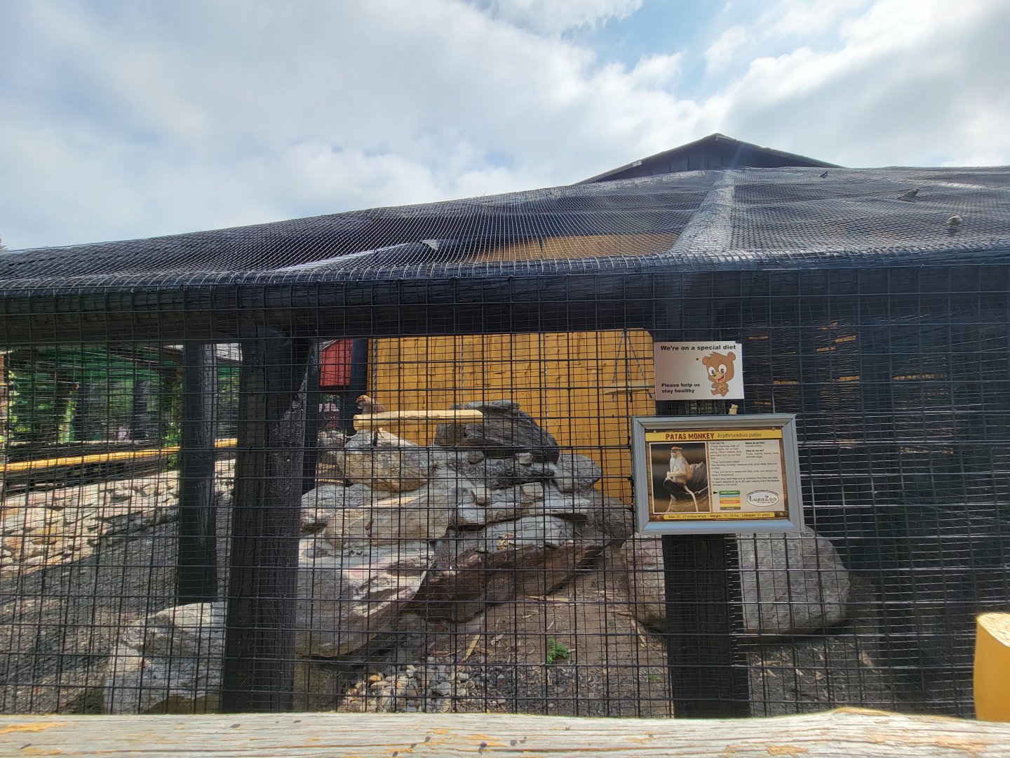 Lupa Zoo - Patas monkeys