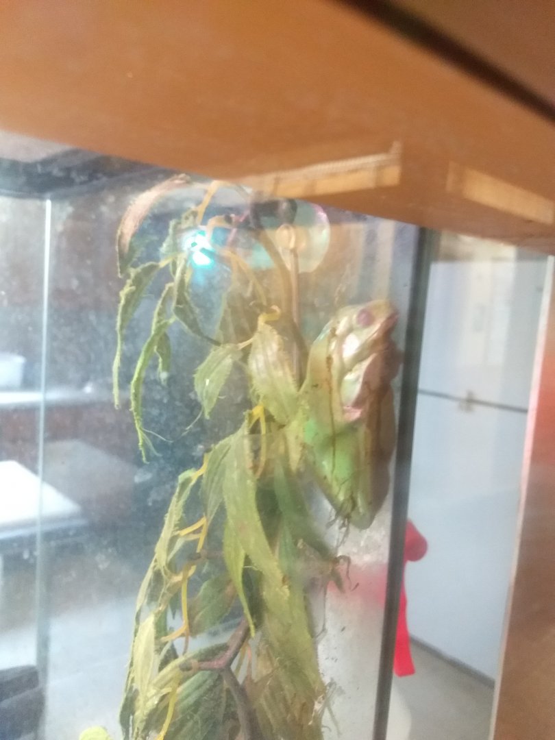 Lupa Zoo- Phyllomedusa ID?