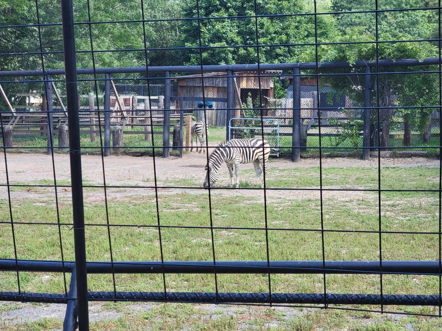 Lupa Zoo - Plains zebras, signed as grevy's