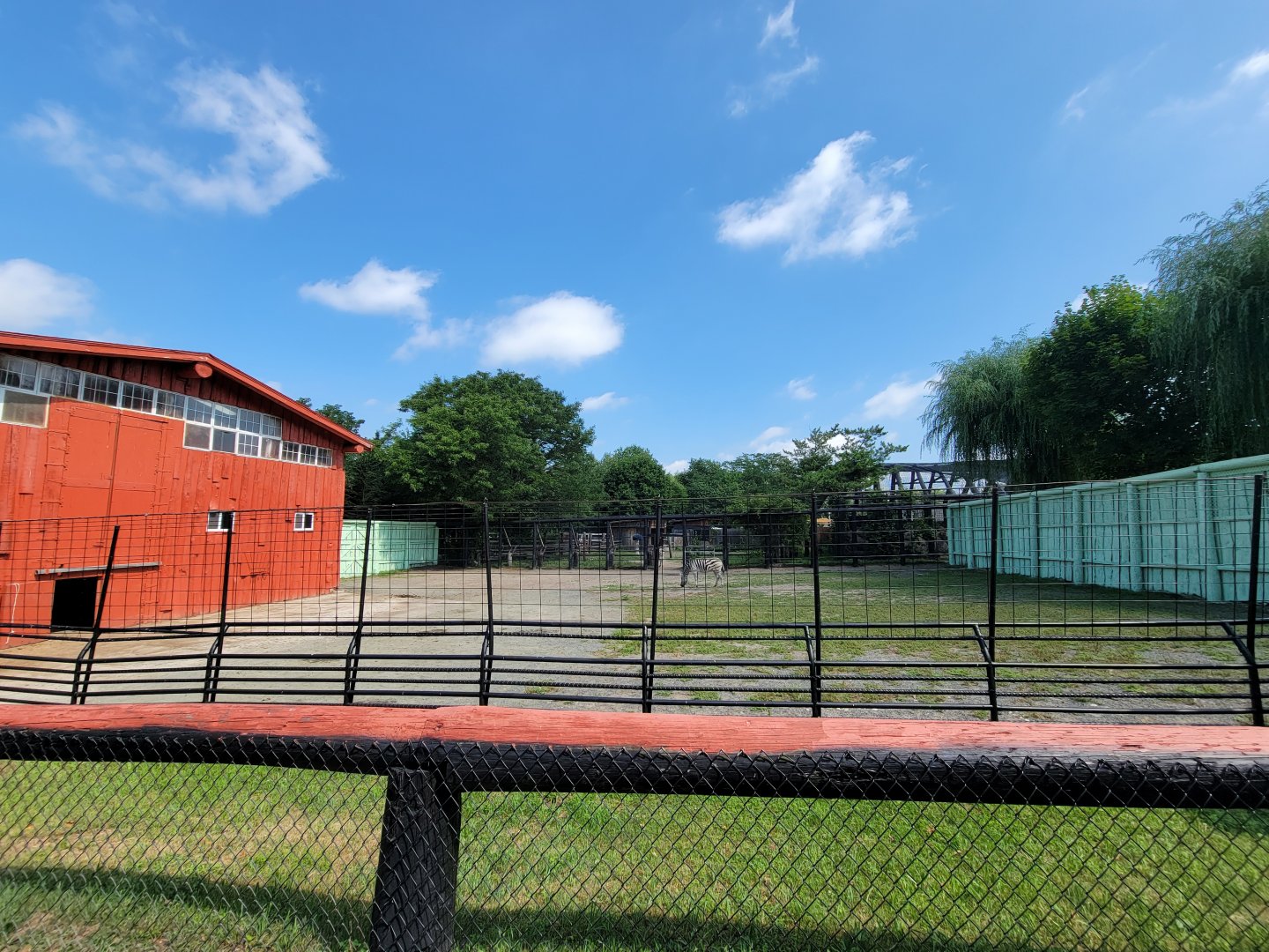 Lupa Zoo - Plains zebras, signed as grevy's