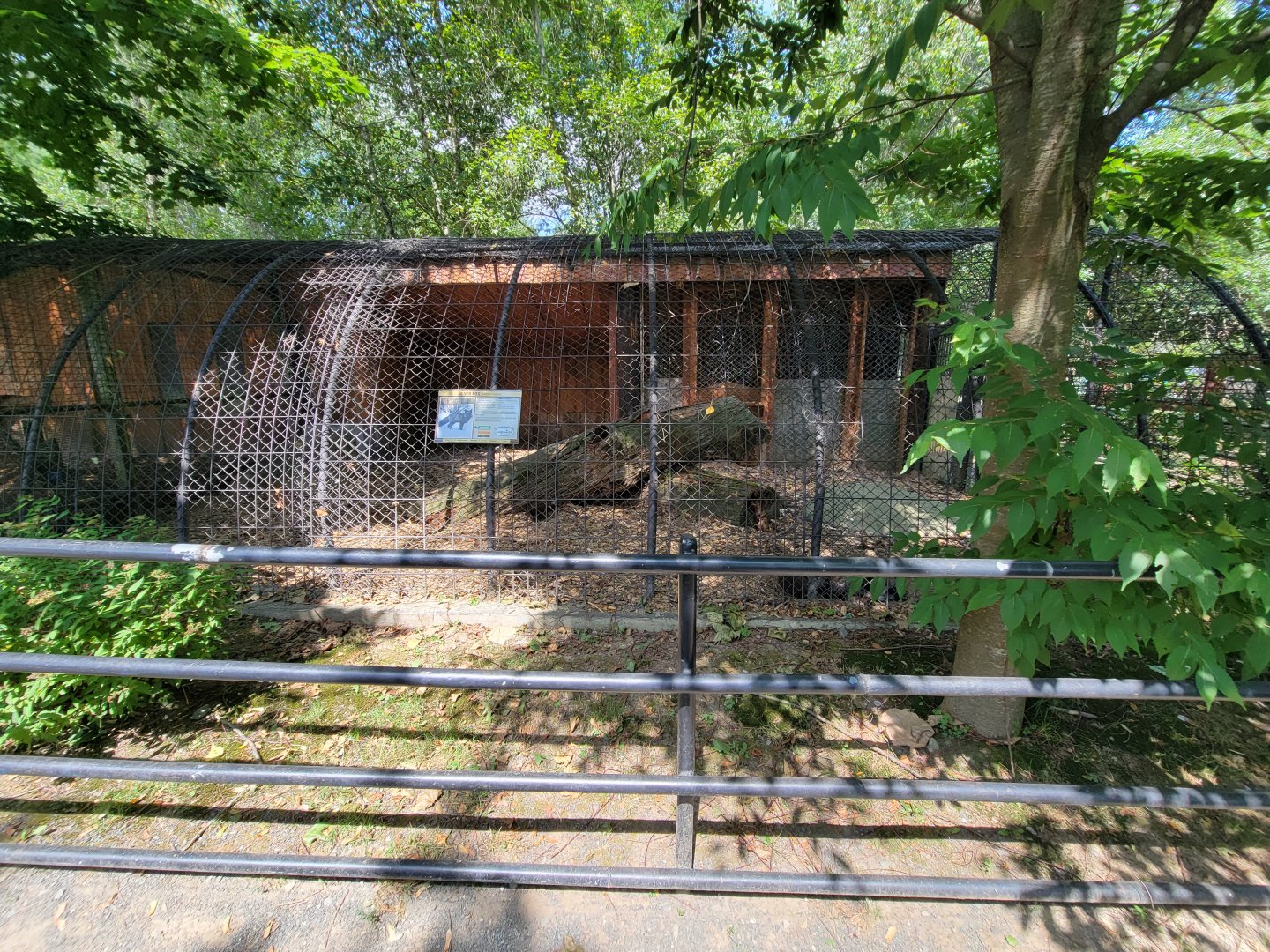 Lupa Zoo - Red fox, silver color