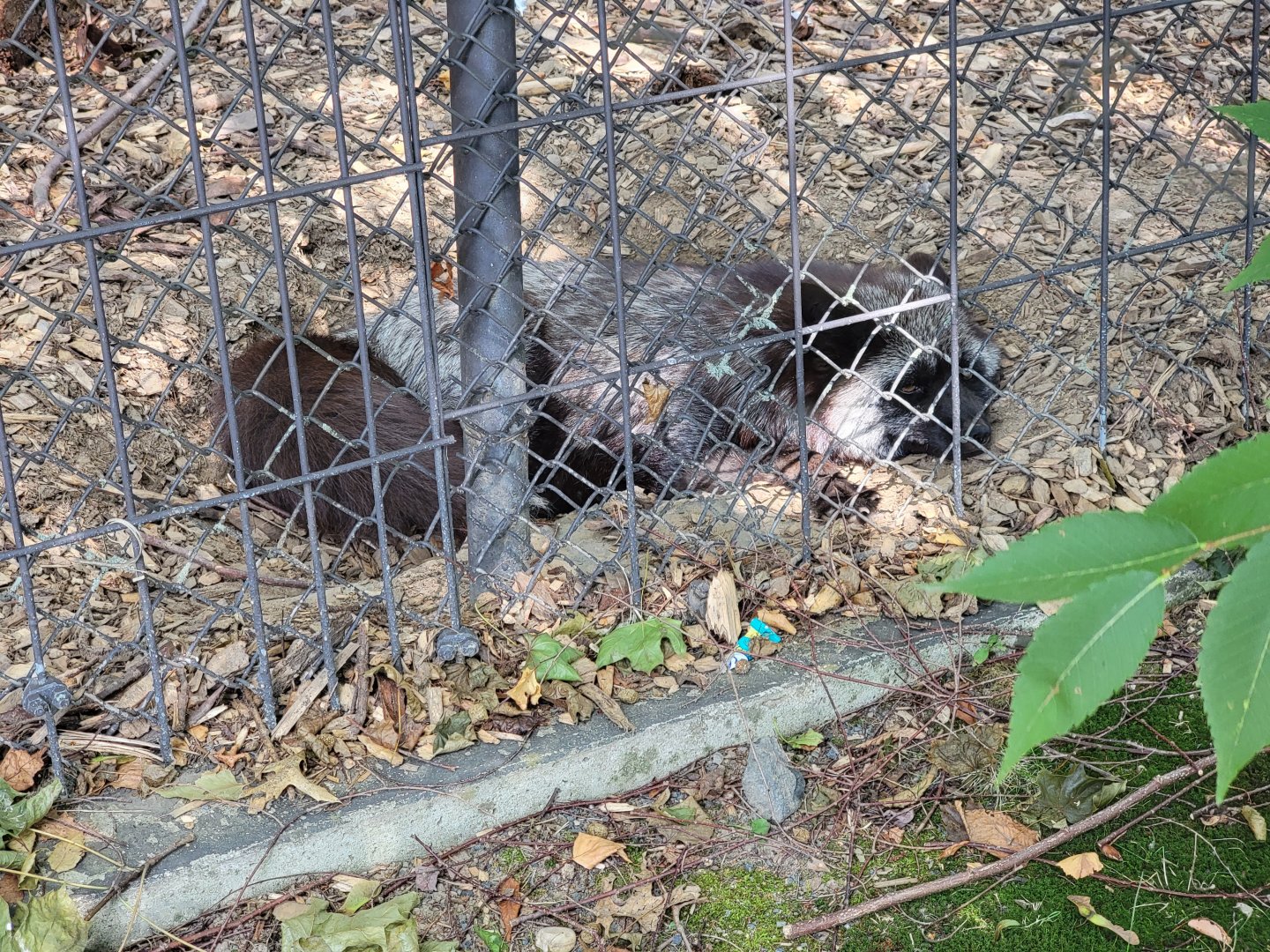Lupa Zoo - Red fox, silver color