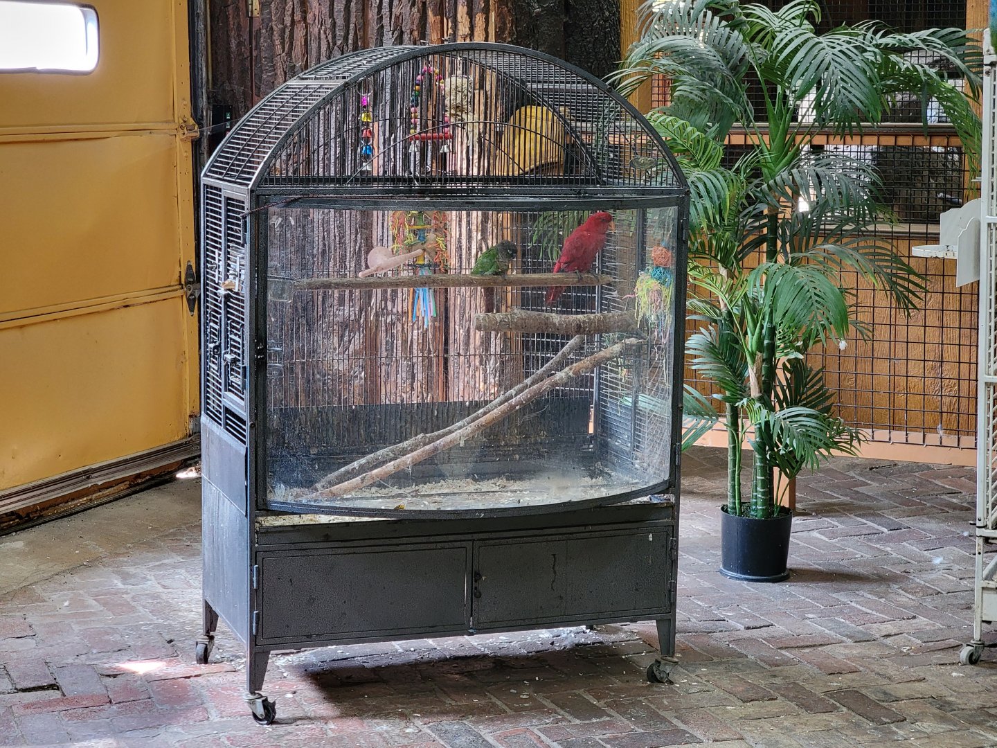 Lupa Zoo - Red lory, green-cheeked conure?