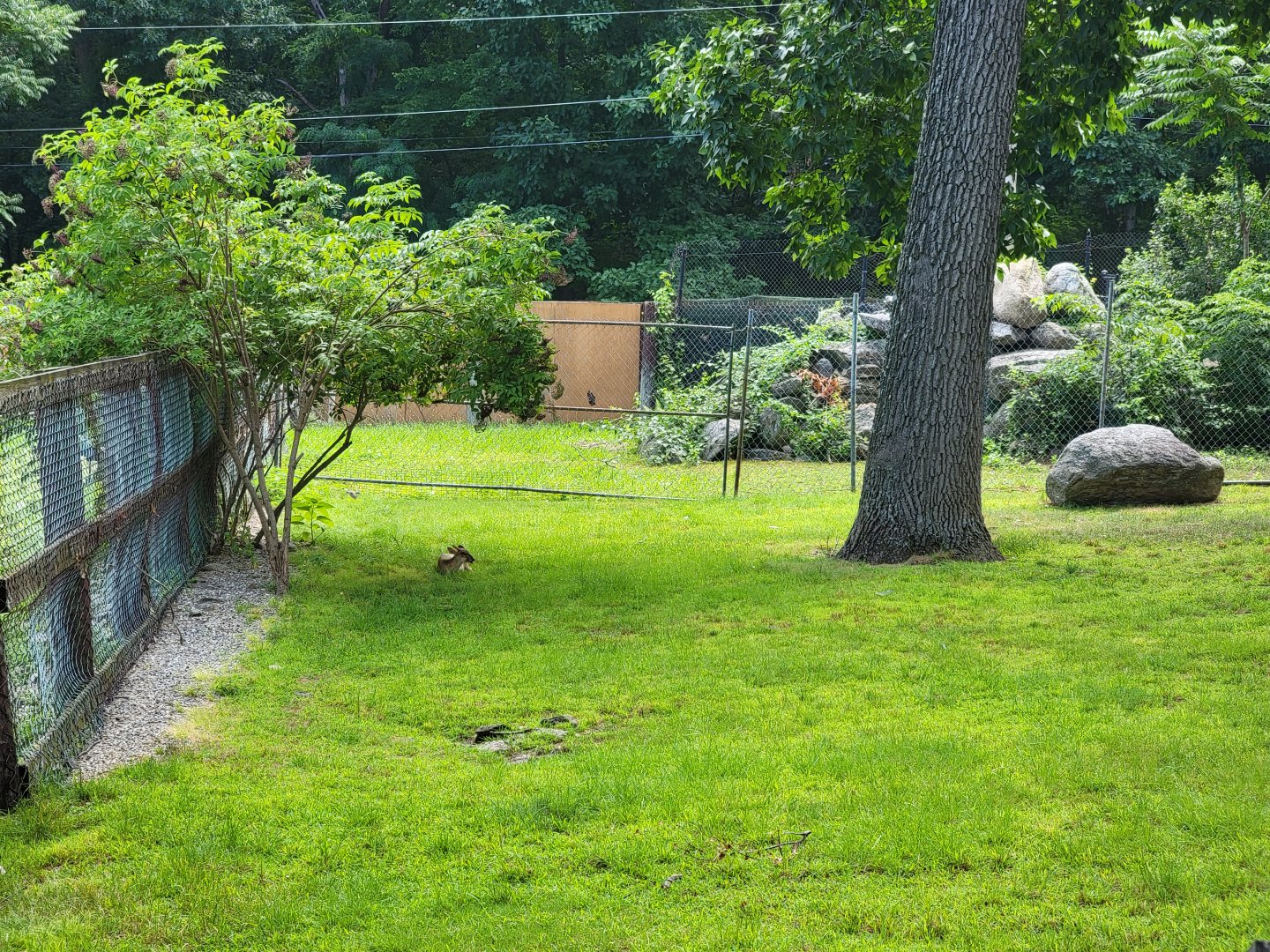 Lupa Zoo - Reeve's muntjac, not sure if area behind it has animals