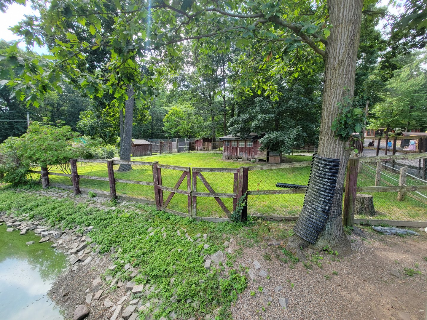 Lupa Zoo - Reeve's muntjac
