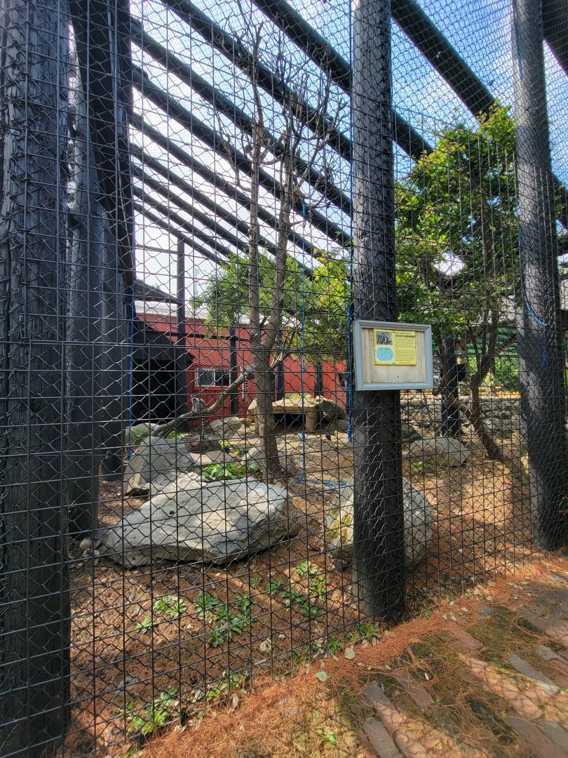 Lupa Zoo - Ringtailed lemurs