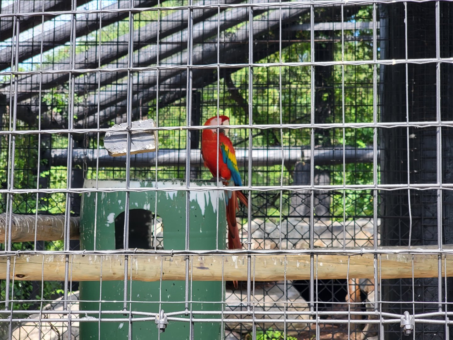 Lupa Zoo - Scarlet macaw