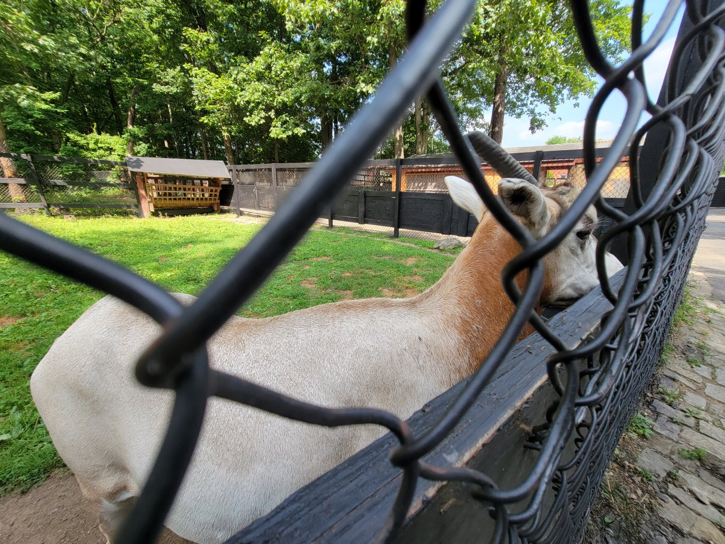 Lupa Zoo - Scimitar, signed as beisa
