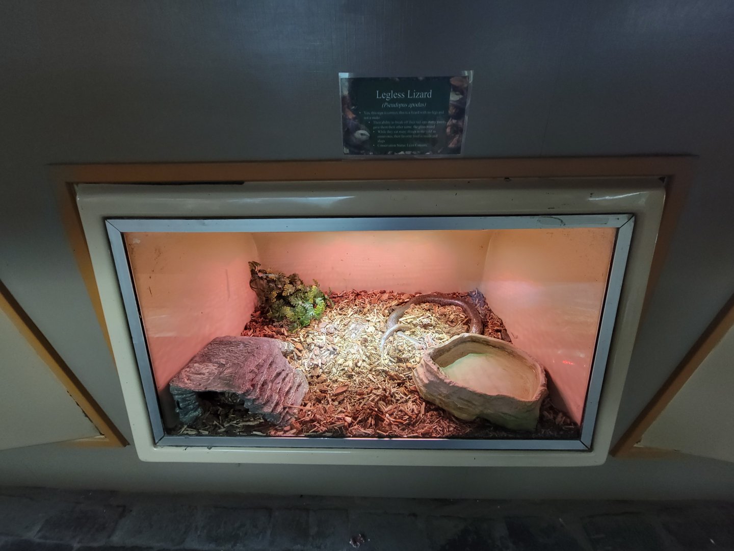 Lupa Zoo - Sheltopusik