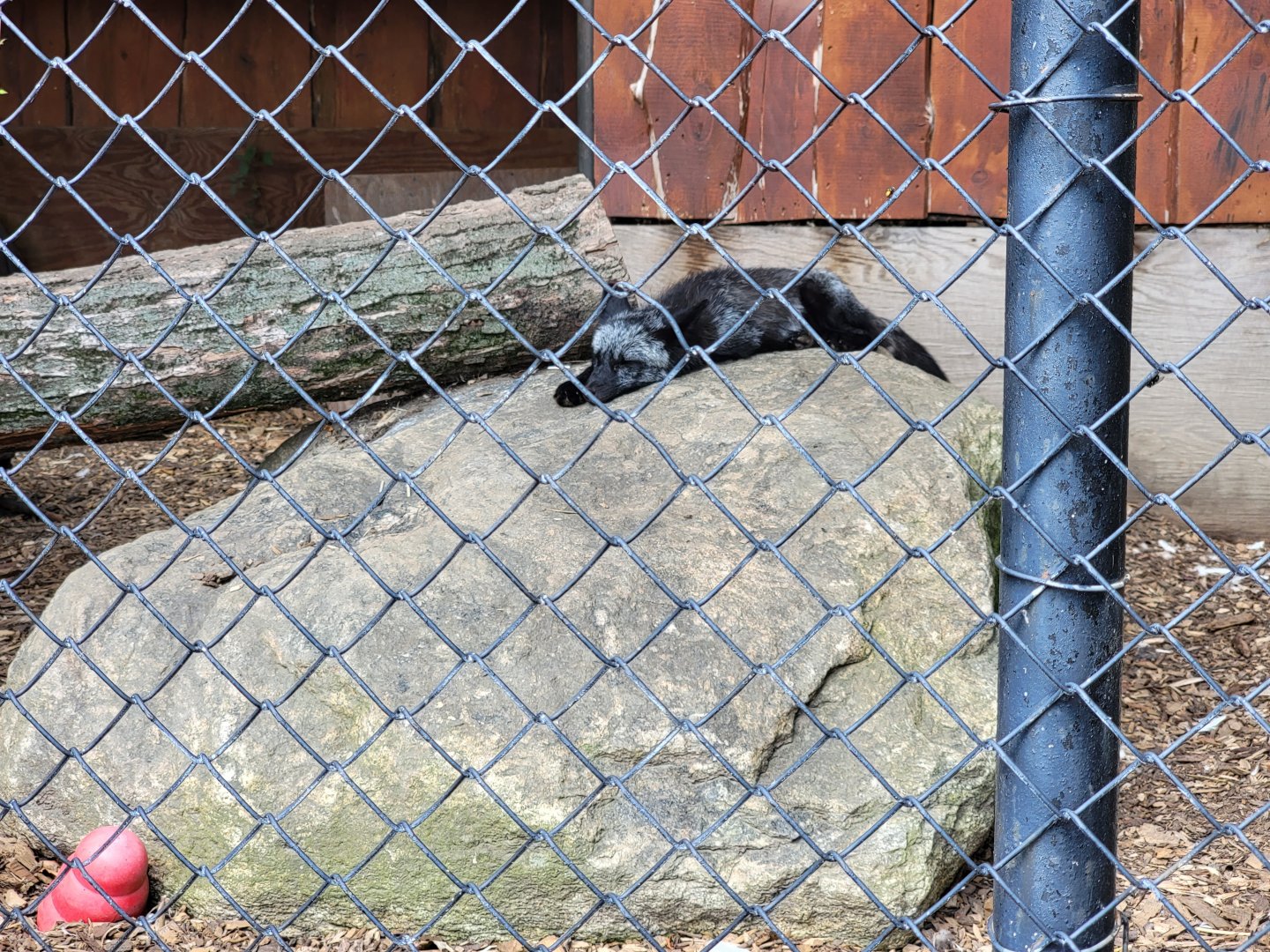 Lupa Zoo - Silver fox