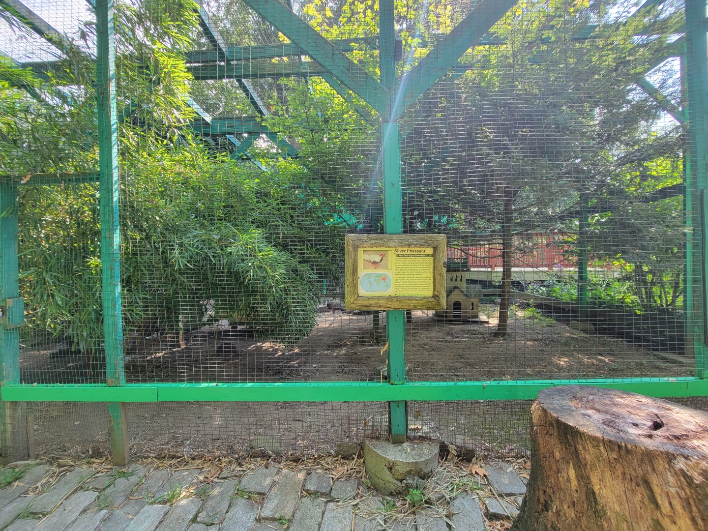 Lupa Zoo - Silver pheasant, maybe?