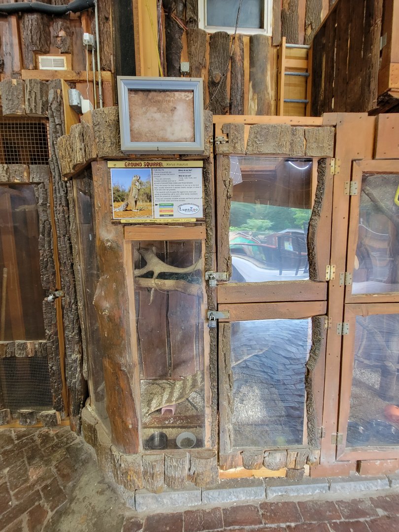 Lupa Zoo - Some sort of ground squirrel