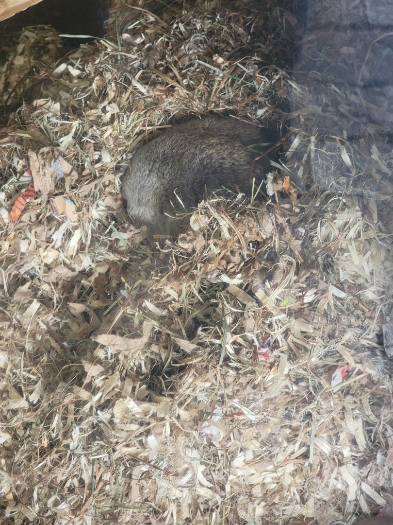 Lupa Zoo - Some sort of ground squirrel