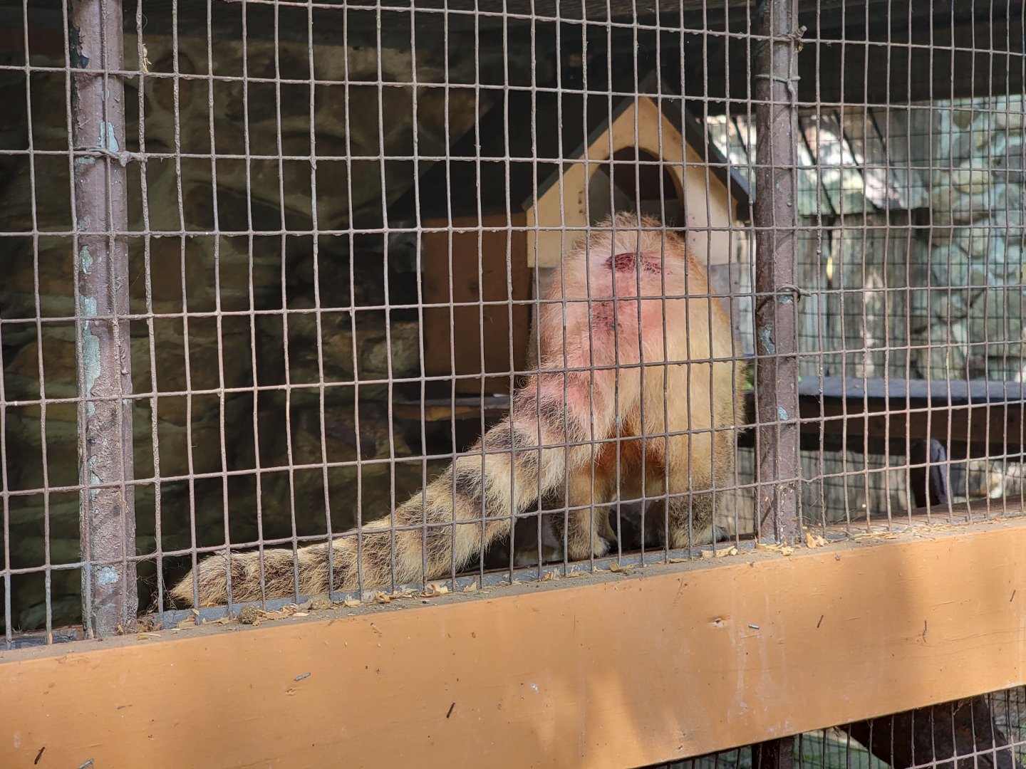Lupa Zoo - South American coati with bloody back