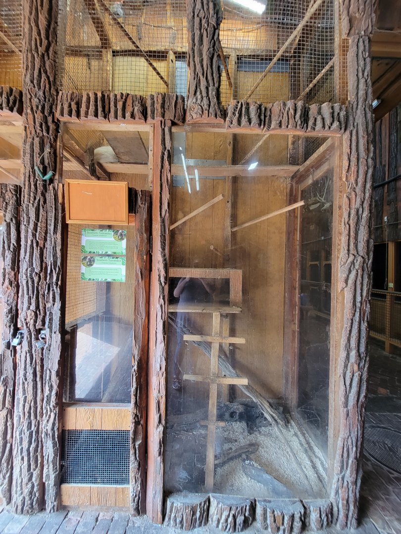 Lupa Zoo - Southern tamandua