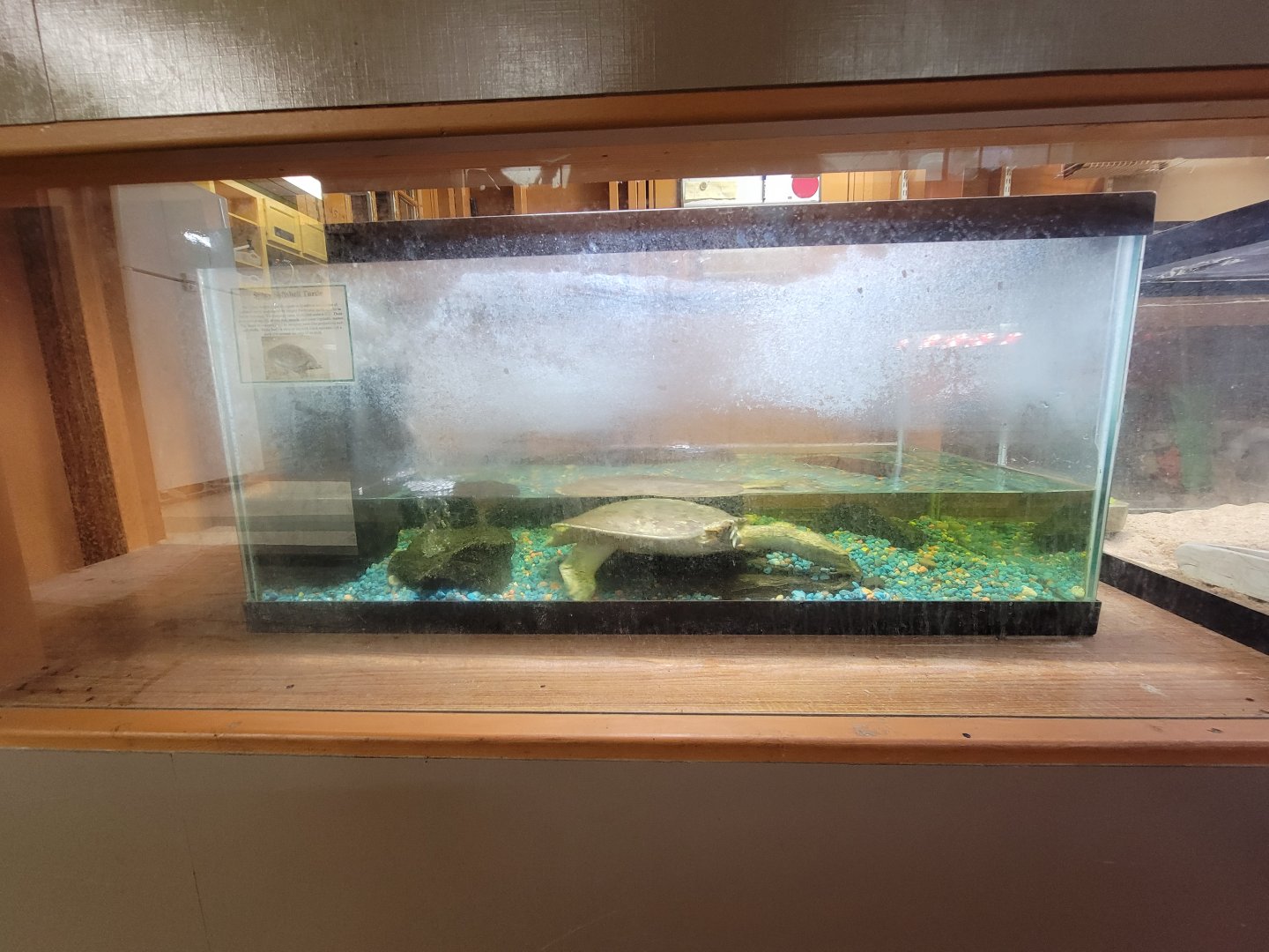 Lupa Zoo - Spiny softshell turtle