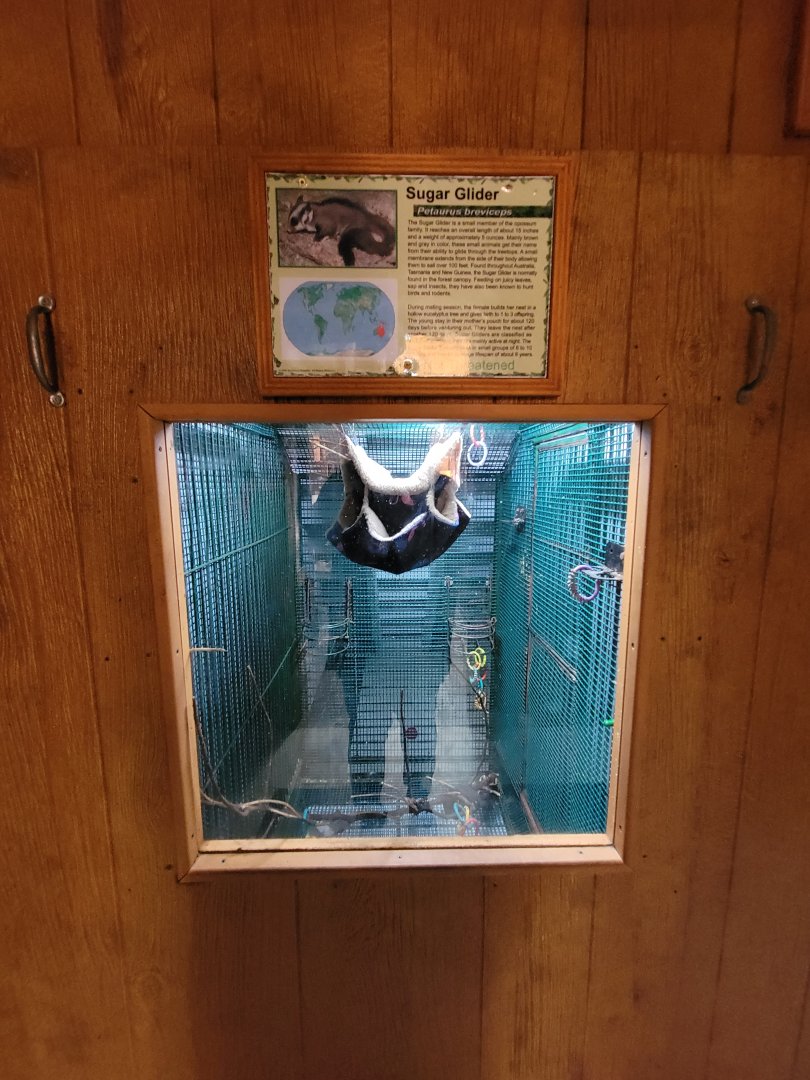 Lupa Zoo - Sugar gliders